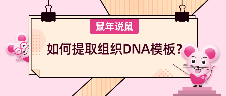 《鼠年说鼠》第十期:如何提取组织DNA模板? 《鼠年说鼠》第十期:如何提取组织DNA模板?