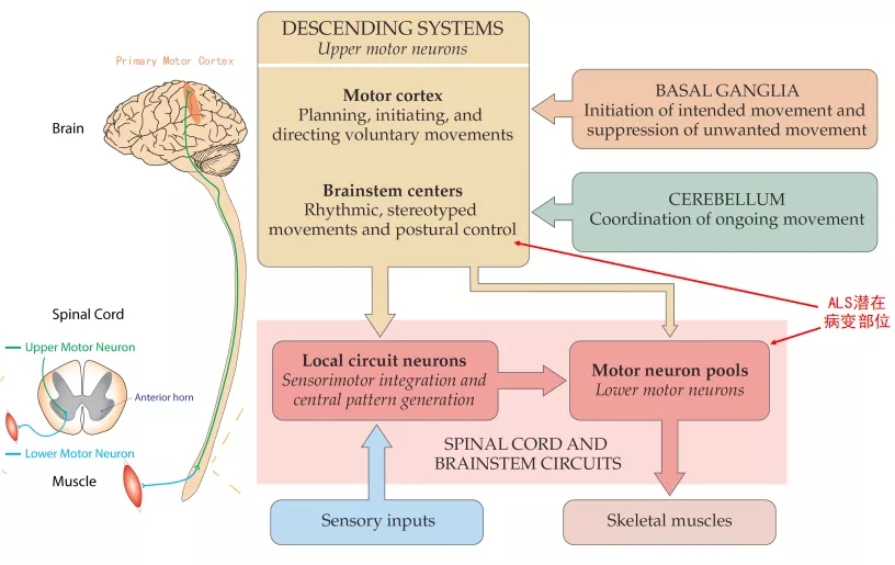 图1. ALS和运动神经系统[1-2]