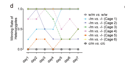 图1. PAS1基因敲除小鼠(赛业生物构建)缺乏社会等级