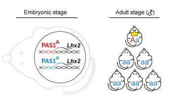 图2. PAS1与羊膜动物社会等级的关联
