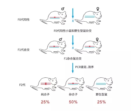 完全性基因敲除、基因敲入(点突变)鼠如何建系?