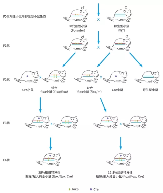 条件性敲除(敲入)鼠如何建系?