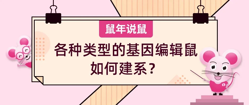《鼠年说鼠》第九期:各种类型的基因编辑鼠如何建系?