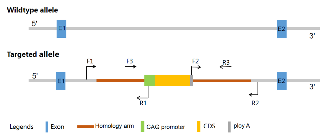 验证F1代阳性鼠打靶是否正确-引物设计