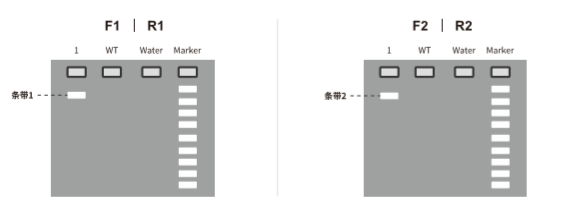 验证F1代阳性鼠打靶是否正确-电泳结果