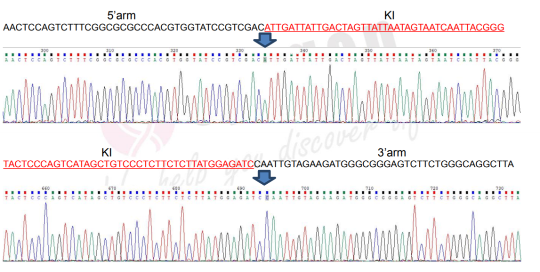 验证F1代阳性鼠打靶是否正确-测序