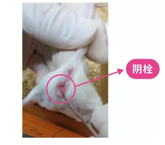 验栓