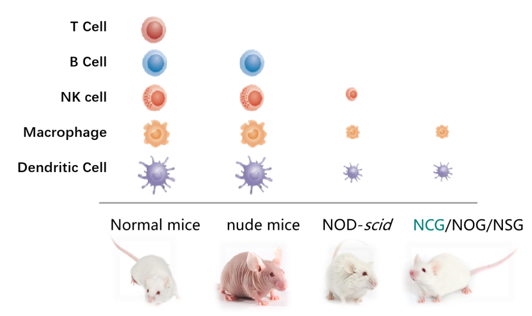 图3. NCG与不同品系免疫缺陷小鼠的免疫细胞分群对比 （图片修改自Pansci.asia）