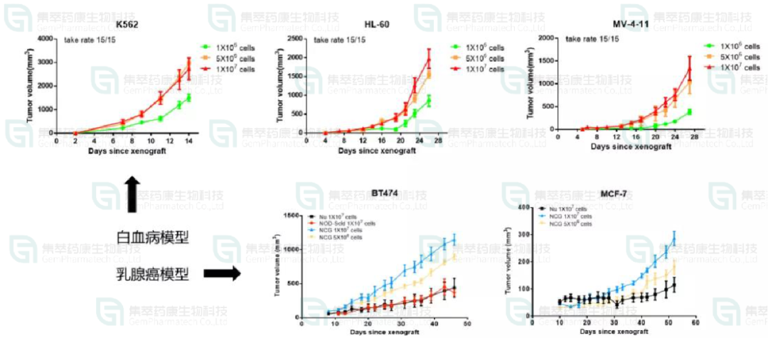 图5. NCG小鼠体内做肿瘤细胞系的成瘤性测试，图中是白血病模型和乳腺癌模型数据。