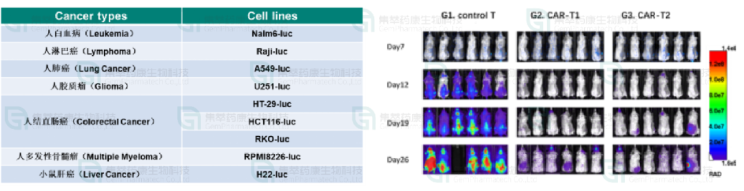图8. 用于CAR-T测试的荧光素酶标记的癌细胞库和活体数据展示