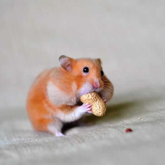 　仓鼠的颊囊。图片来源：Shirley Magielse / EyeEm / Getty Images