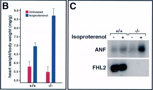 图3_缺乏_FHL2的小鼠对β-肾上腺素能刺激的肥大反应增强-2webp.jpg