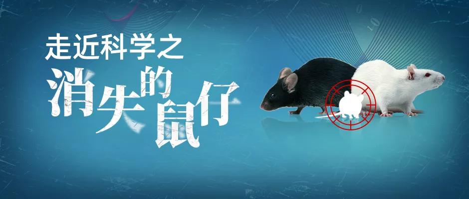 走近科学之小鼠为什么会吃幼崽