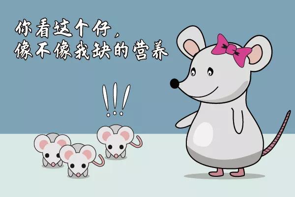 走近科学之小鼠为什么会吃幼崽