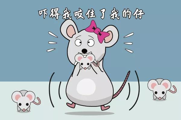 走近科学之小鼠为什么会吃幼崽