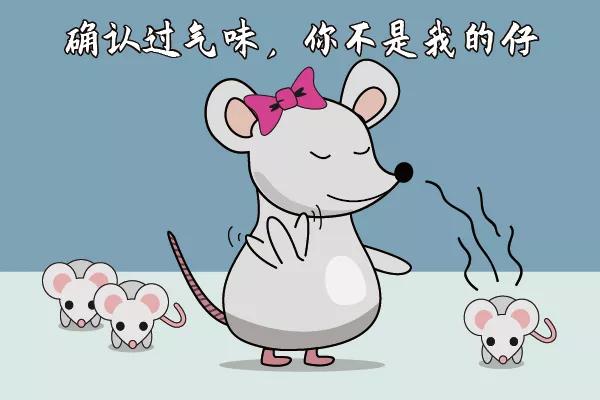 走近科学之小鼠为什么会吃幼崽