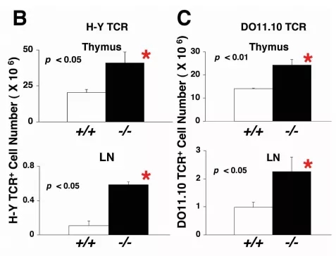 图2 Ptpn2基因敲除小鼠T细胞的阳性选择webp.jpg