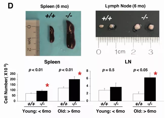 图3 Ptpn22基因敲除小鼠免疫器官的变化webp.jpg