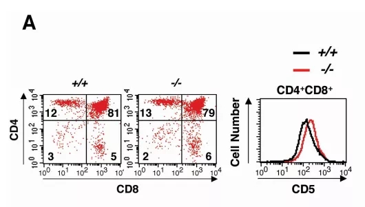 图1 Ptpn22基因敲除小鼠T细胞的发育webp.jpg