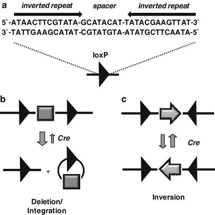 图1 Cre-Lox基因重组系统工作原理webp.jpg