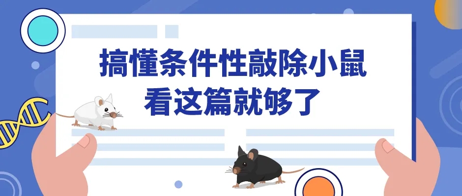 0-条件性敲除小鼠,看这篇就够了webp.jpg