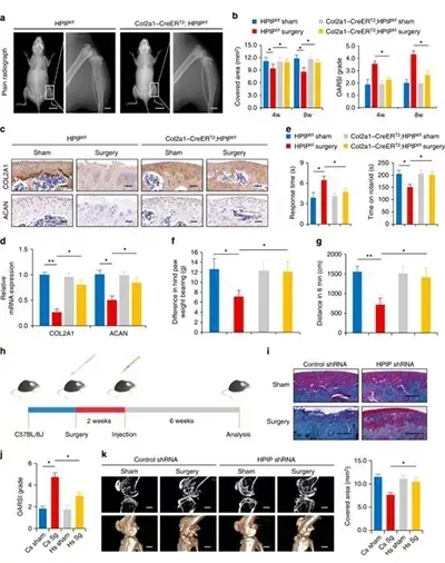 图3 HPIP的敲除可以防止骨关节炎的发展webp.jpg