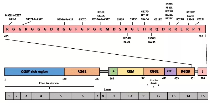 图1 FUS的结构和功能域webp.jpg