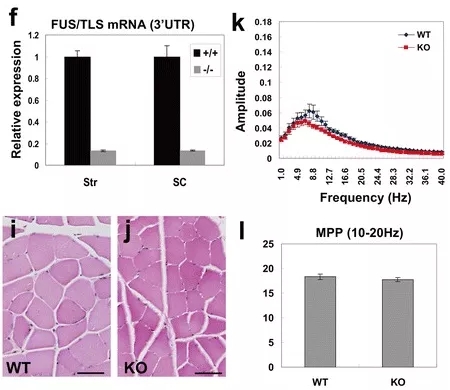 图5 远交Fus--小鼠表型webp.jpg