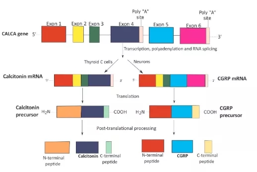 图1 CALCA基因以组织特异性方式产生降钙素和α-降钙素基因相关肽webp.jpg
