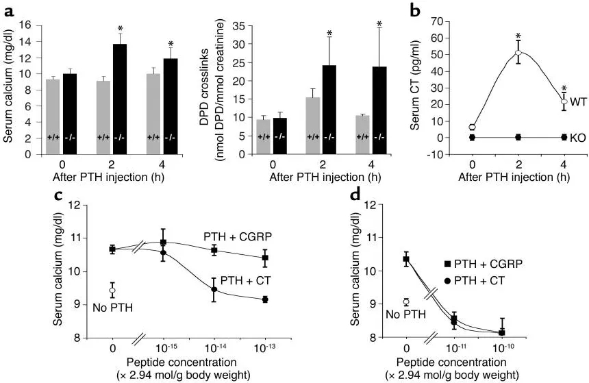 图3 甲状旁腺激素刺激的骨吸收在KO小鼠中引起高钙血症,并被CT给药阻断webp.jpg