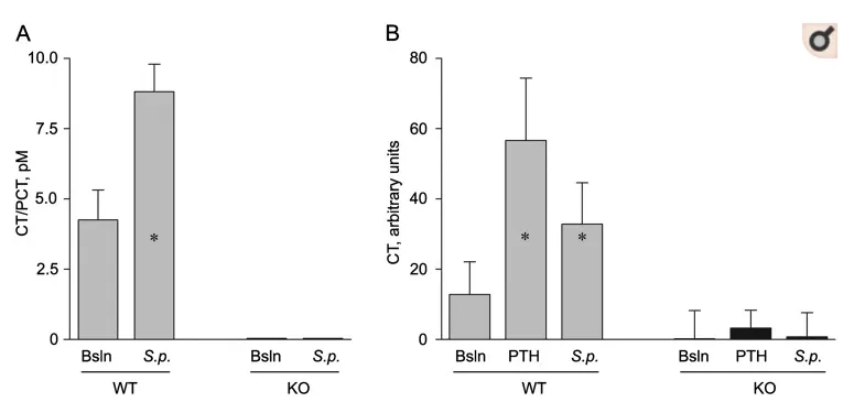 图6 野生型(WT)和Calca敲除(KO)小鼠对肺炎感染的反应webp.jpg