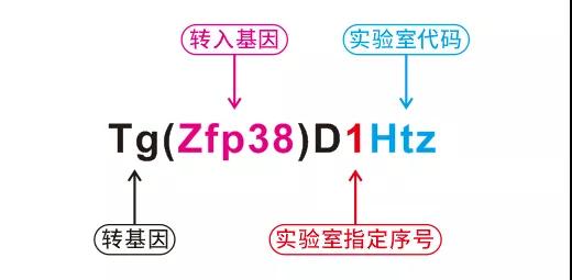 基因编辑小鼠的名字一长串，究竟是啥意思？