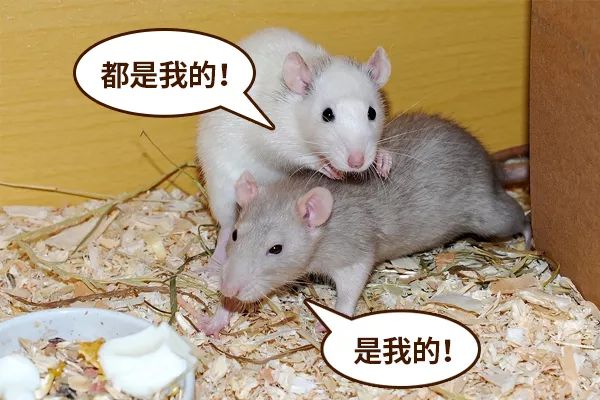 什么？小鼠又双叒叕打架了？！