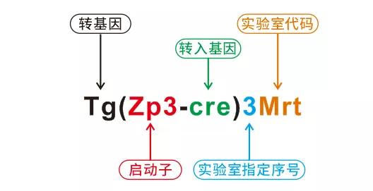 基因编辑小鼠的名字一长串，究竟是啥意思？