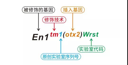 基因编辑小鼠的名字一长串，究竟是啥意思？