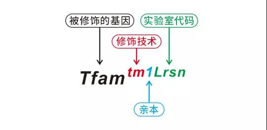 基因编辑小鼠的名字一长串，究竟是啥意思？