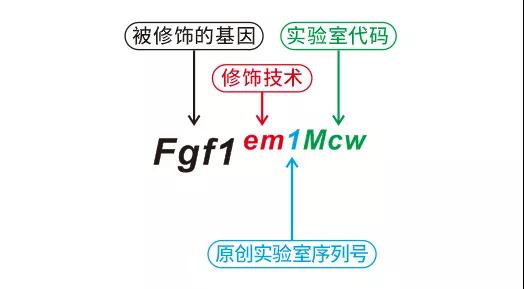 基因编辑小鼠的名字一长串，究竟是啥意思？