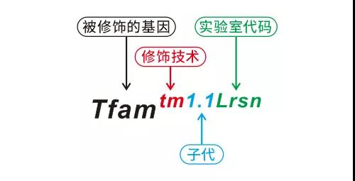 基因编辑小鼠的名字一长串，究竟是啥意思？