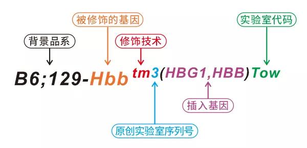 基因编辑小鼠的名字一长串，究竟是啥意思？