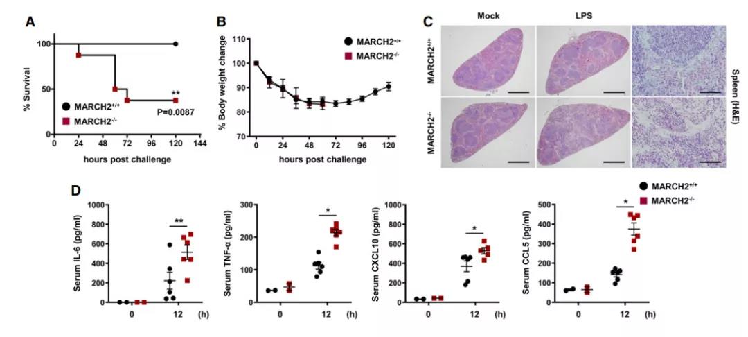 Marchf2基因敲除小鼠