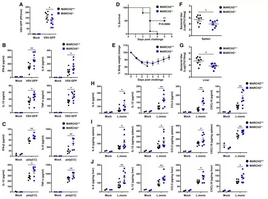 Marchf2基因敲除小鼠