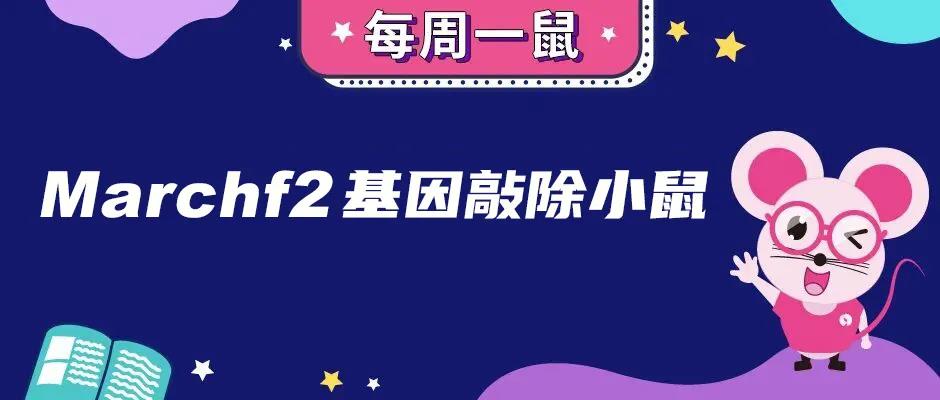 Marchf2基因敲除小鼠