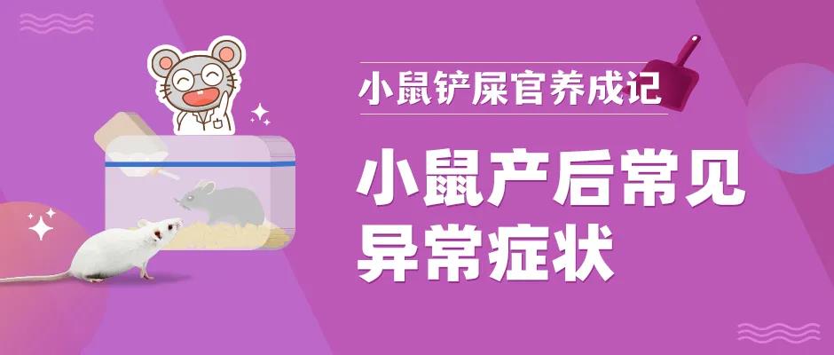 小鼠产后出现异常症状 小鼠产后出现异常症状