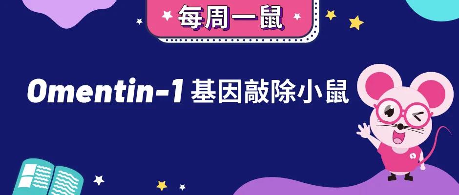 Omentin-1基因敲除小鼠