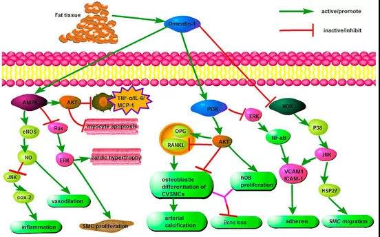 Omentin-1基因敲除小鼠
