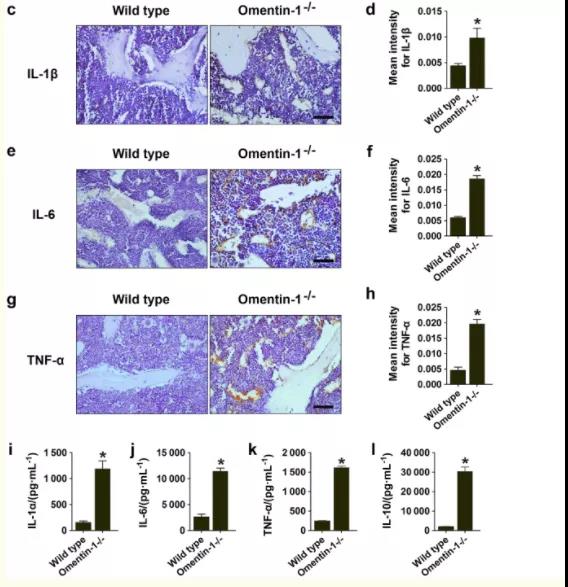Omentin-1基因敲除小鼠