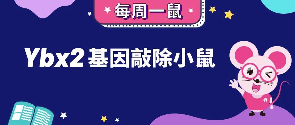 Ybx2基因敲除小鼠