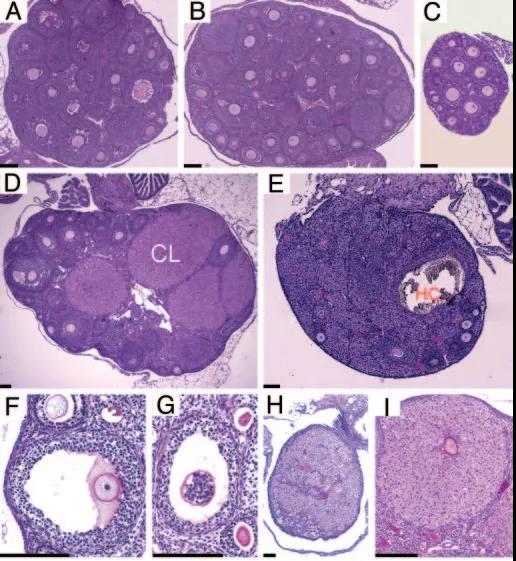 Ybx2基因敲除小鼠