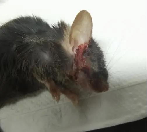 小鼠溃疡性皮炎该怎么办