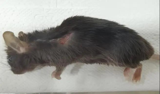 小鼠溃疡性皮炎该怎么办